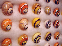 Shell Museum